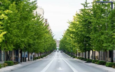 Die Anwendung der Methode Koch bei Baum- und Strauchschäden